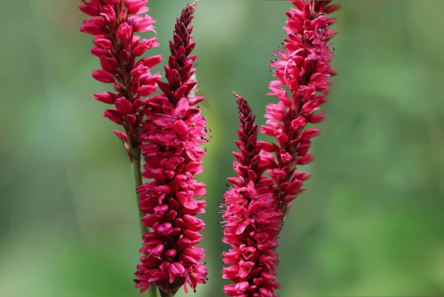 Persicaria amplexicaulis ‘Blackfield’ (grote pot) - Duizendknoop