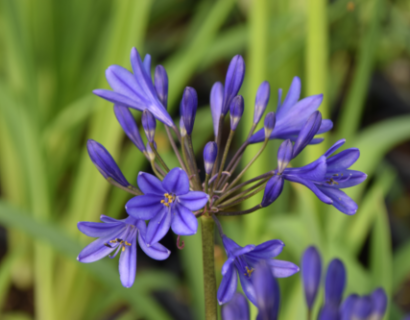 Agapanthus ‘Brilliant Blue’ (grote pot) - Afrikaanse lelie, tuberoos