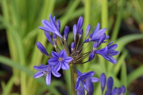 Agapanthus ‘Brilliant Blue’ (grote pot) - Afrikaanse lelie, tuberoos