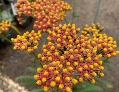 Achillea millefolium ‘Safran’ (grote pot) - Duizendblad