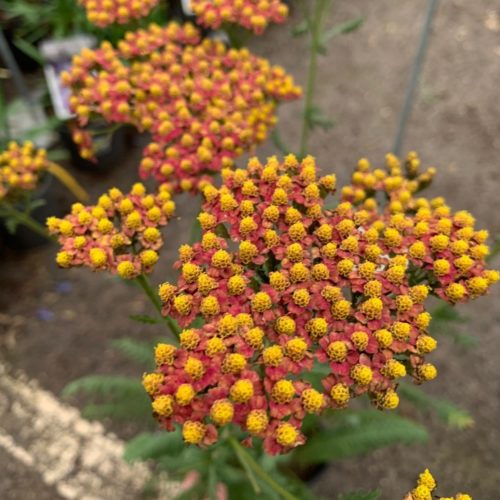 Achillea millefolium ‘Safran’ (grote pot) - Duizendblad