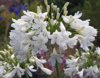 Agapanthus ‘Petite Eskimo’ (grote pot) - Afrikaanse lelie, tuberoos