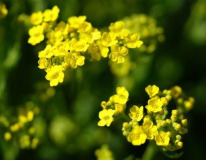 Alyssum montanum ‘Berggold’ - Schildzaad