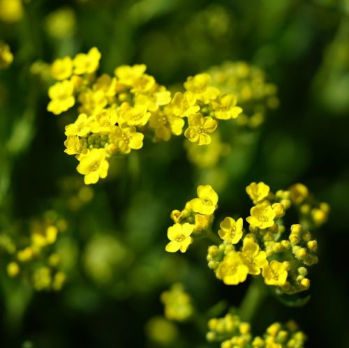 Alyssum montanum ‘Berggold’ - Schildzaad