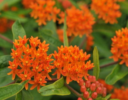 Asclepias tuberosa - Amerikaanse zijdeplant