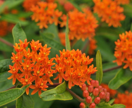 Asclepias tuberosa - Amerikaanse zijdeplant