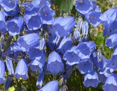 Campanula cochleariifolia ‘Blue Baby’ - Klokjesbloem