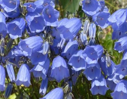 Campanula cochleariifolia ‘Blue Baby’ - Klokjesbloem