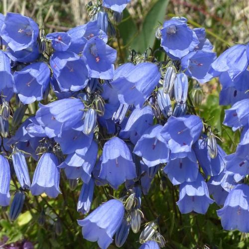 Campanula cochleariifolia ‘Blue Baby’ - Klokjesbloem