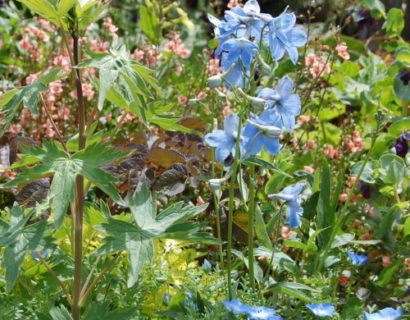 Delphinium belladonna ‘Cliveden Beauty’ - Ridderspoor