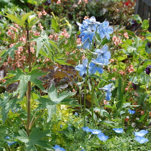 Delphinium belladonna ‘Cliveden Beauty’ - Ridderspoor