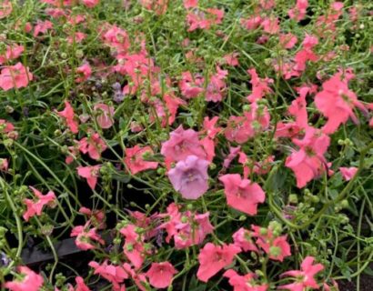 Diascia ‘Ruby Field’ - Elfenspoor