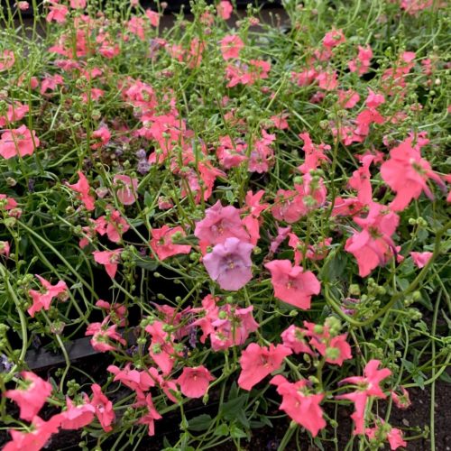 Diascia ‘Ruby Field’ - Elfenspoor