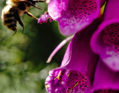 Digitalis purpurea ‘Excelsior Hybrids’ - Vingerhoedskruid
