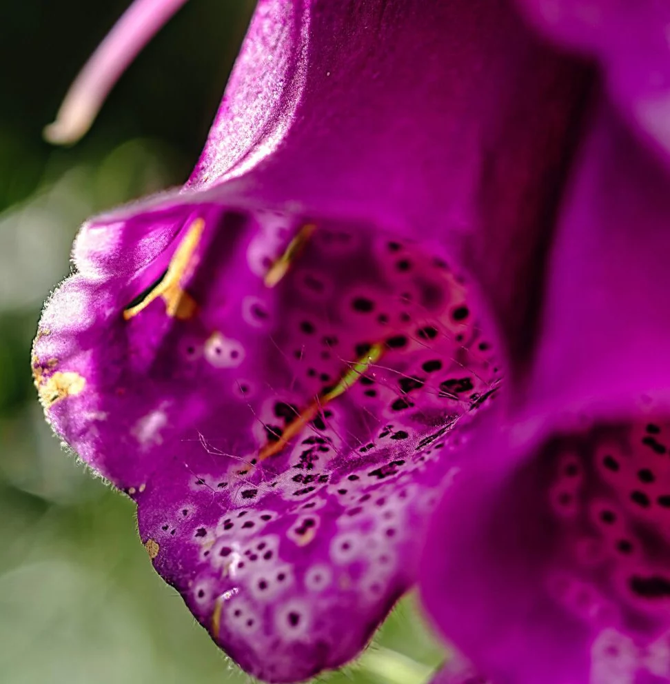 Digitalis purpurea ‘Excelsior Hybrids’ - Vingerhoedskruid