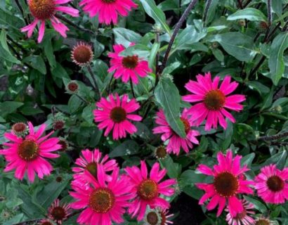 Echinacea ‘Summer Cloud’ (grote pot) - Zonnehoed