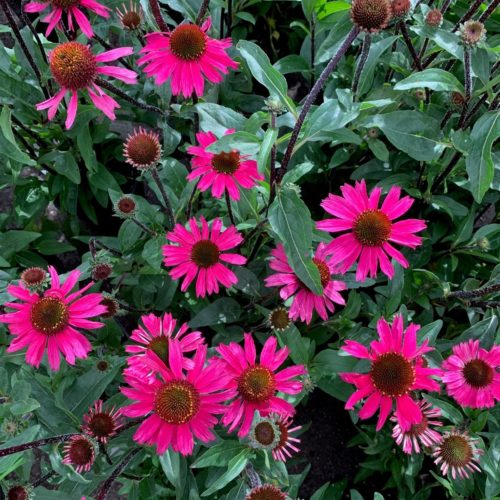 Echinacea ‘Summer Cloud’ (grote pot) - Zonnehoed