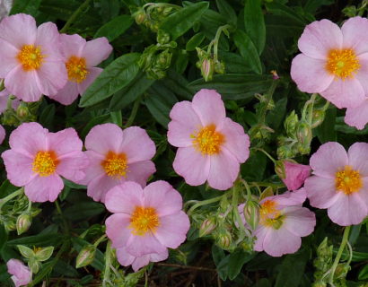 Helianthemum ‘Lawrenson’s Pink’ - Zonneroosje