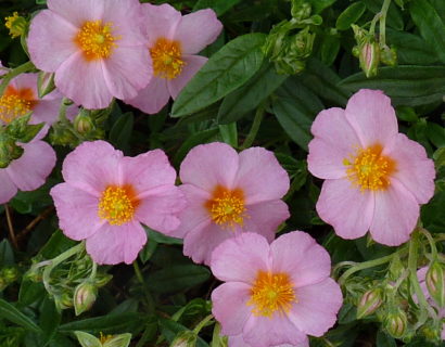 Helianthemum ‘Lawrenson’s Pink’ - Zonneroosje
