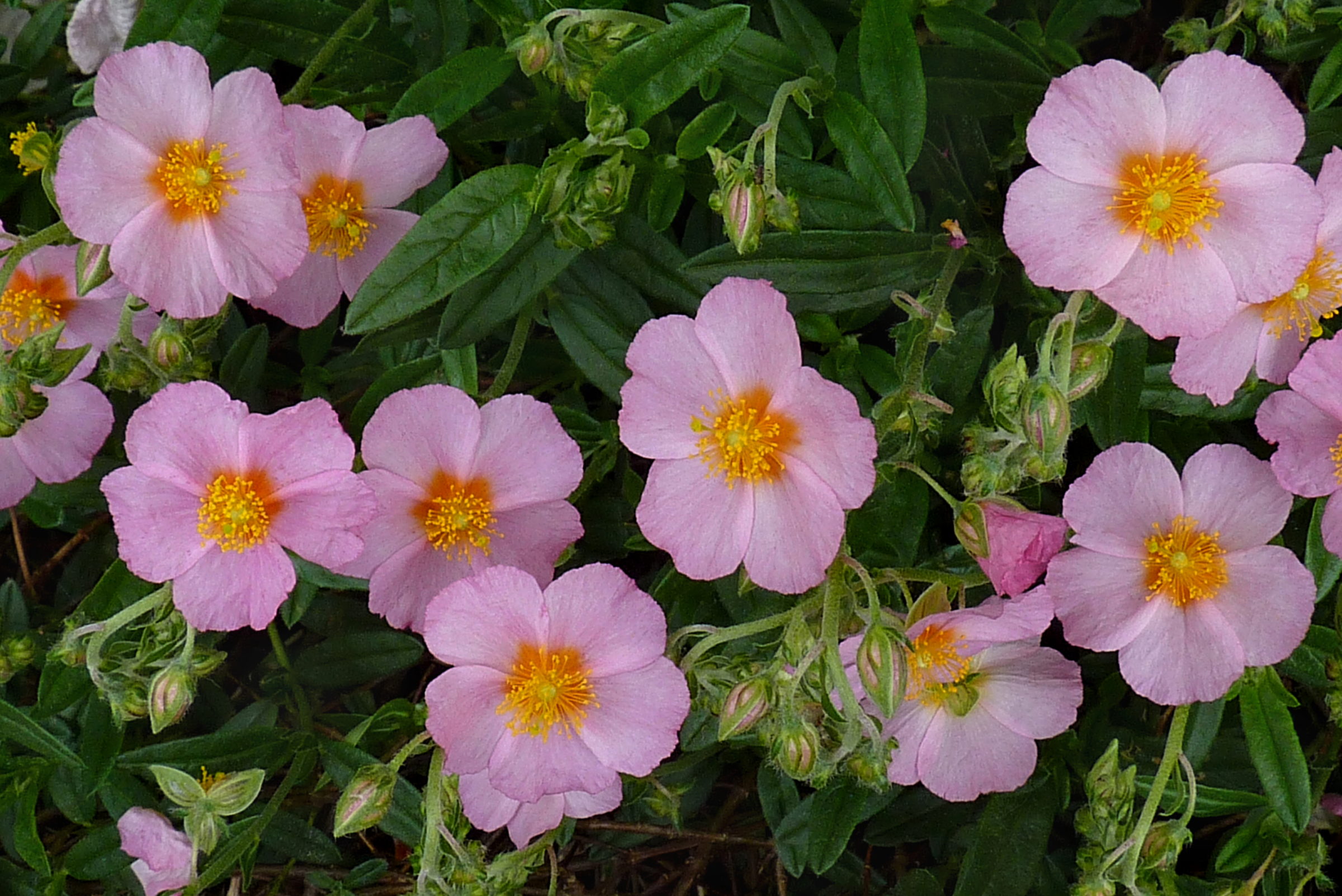 Helianthemum ‘Lawrenson’s Pink’ - Zonneroosje