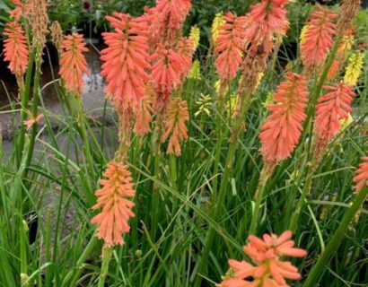 Kniphofia ‘Red Hot Popsicle’ (grote pot) - Vuurpijl