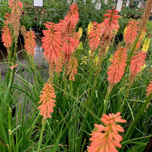 Kniphofia ‘Red Hot Popsicle’ (grote pot) - Vuurpijl