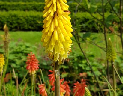 Kniphofia ‘Lemon Popsicle’ (grote pot) - Vuurpijl