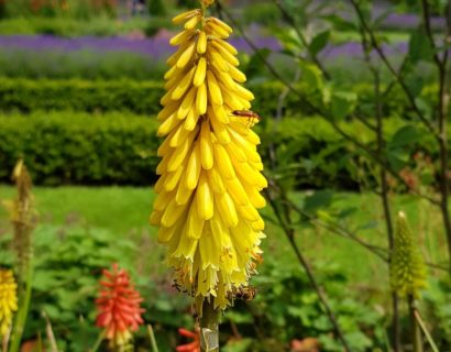 Kniphofia ‘Lemon Popsicle’ (grote pot) - Vuurpijl