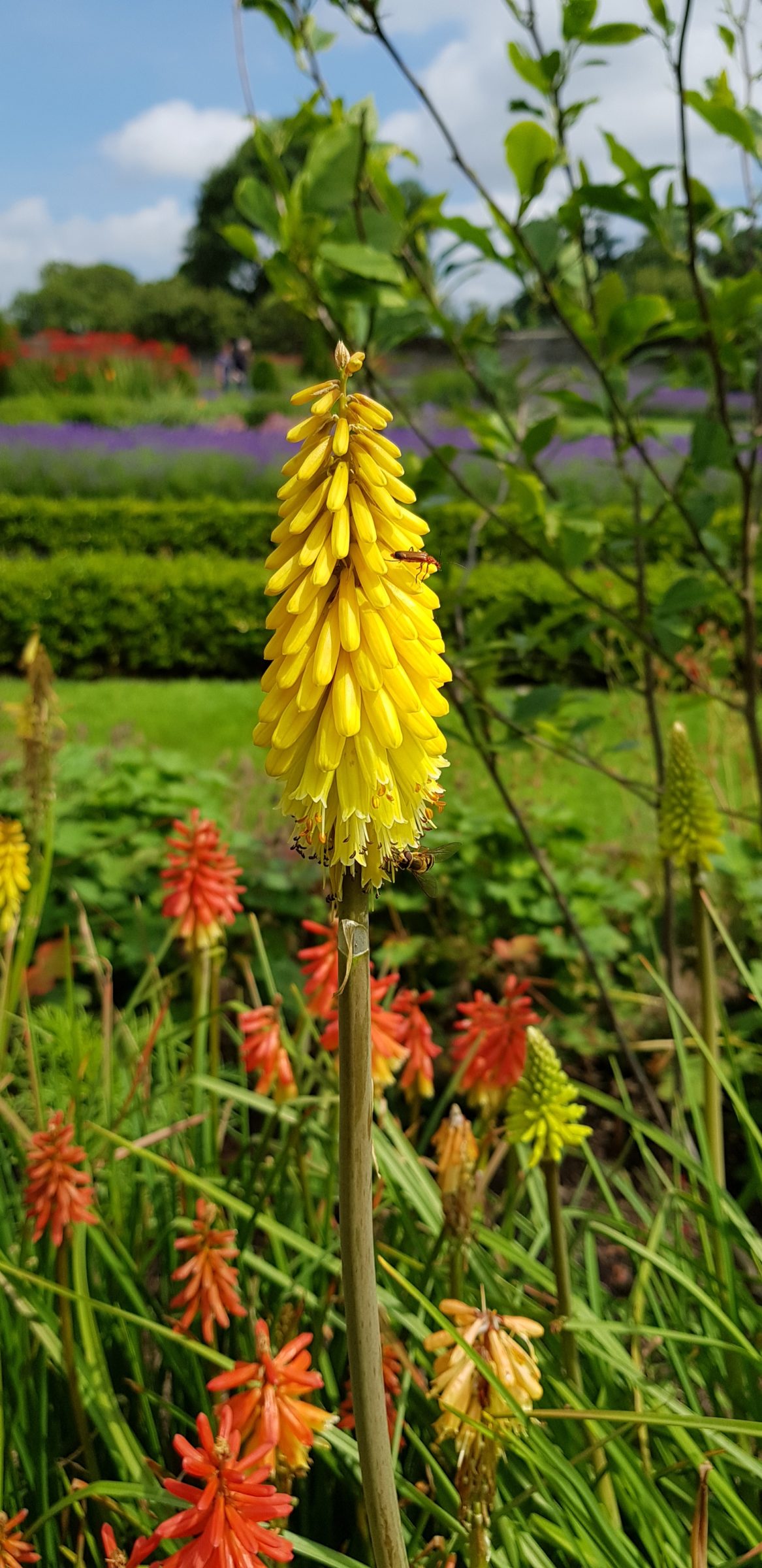 Kniphofia ‘Lemon Popsicle’ (grote pot) - Vuurpijl