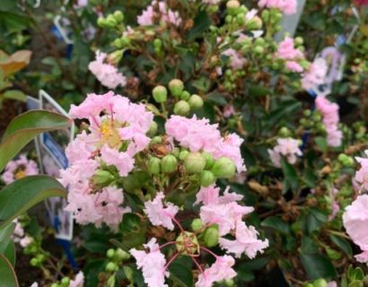 Lagerstroemia indica ‘With Love Babe’ - Inidische sering