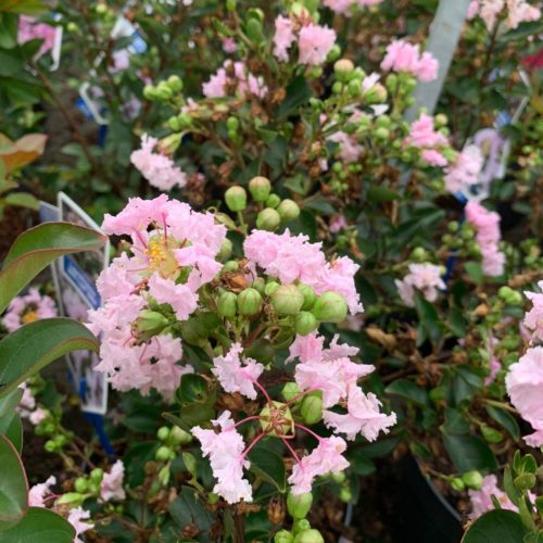 Lagerstroemia indica ‘With Love Babe’ - Inidische sering