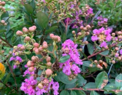 Lagerstroemia indica ‘With Love Eternal’ - Indische sering