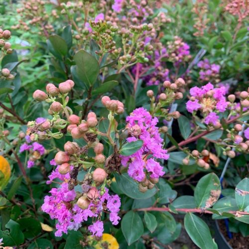 Lagerstroemia indica ‘With Love Eternal’ - Indische sering