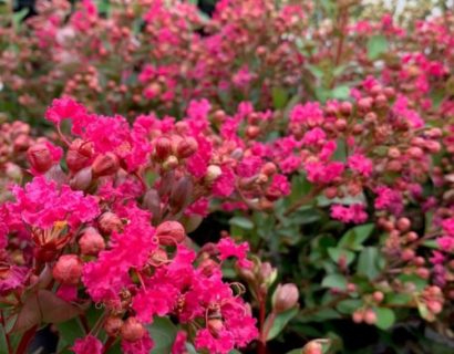 Lagerstroemia indica ‘With Love Kiss’ - Indische sering