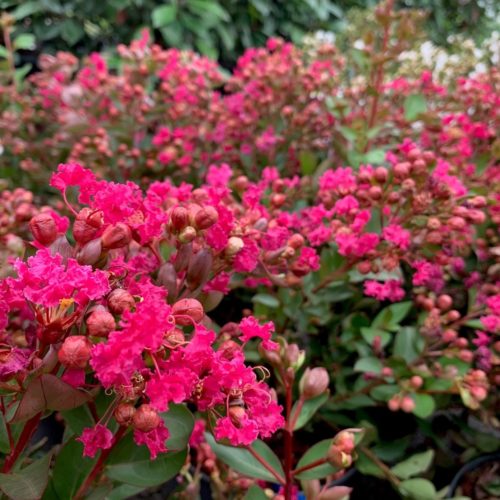 Lagerstroemia indica ‘With Love Kiss’ - Indische sering