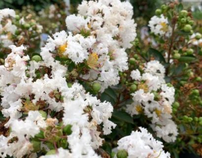 Lagerstroemia indica ‘With Love Virgin’ - Indische sering