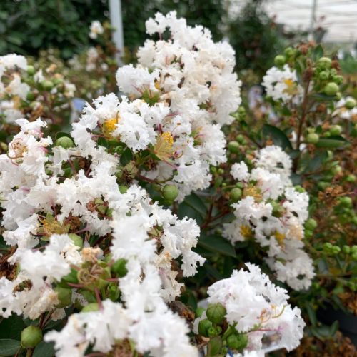 Lagerstroemia indica ‘With Love Virgin’ - Indische sering