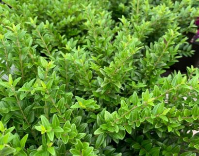 Lonicera nitida ‘Green Breeze’ - Chinese kamperfoelie