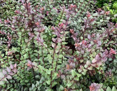 Lonicera nitida ‘Purple Storm’ - Chinese kamperfoelie