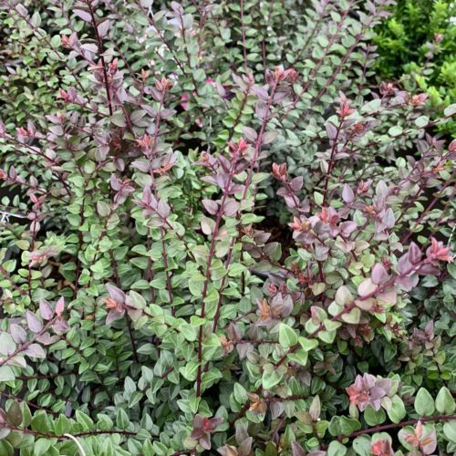 Lonicera nitida ‘Purple Storm’ - Chinese kamperfoelie