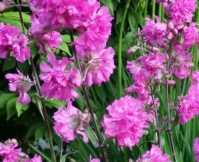 Lychnis viscaria ‘Splendens’ - Pekanjer