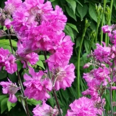 Lychnis viscaria ‘Splendens’ - Pekanjer