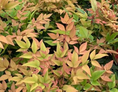 Nandina domestica ‘Gulfstream’ - Schijnbamboe