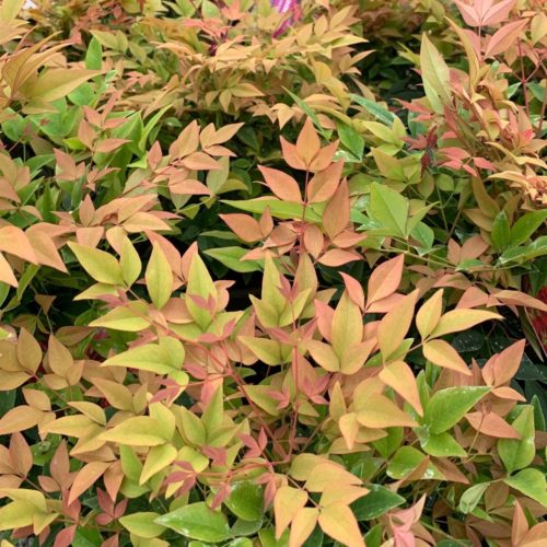 Nandina domestica ‘Gulfstream’ - Schijnbamboe