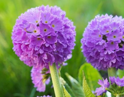 Primula denticulata - Kogelprimula