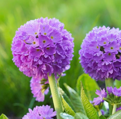 Primula denticulata - Kogelprimula