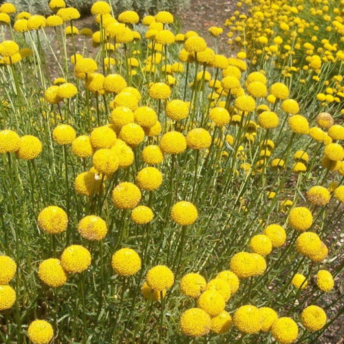 Santolina rosmarinifolia - Heiligenbloem