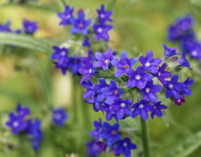 Anchusa azurea ‘Dropmore’ - Ossetong