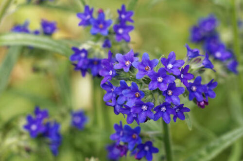 Anchusa azurea ‘Dropmore’ - Ossetong