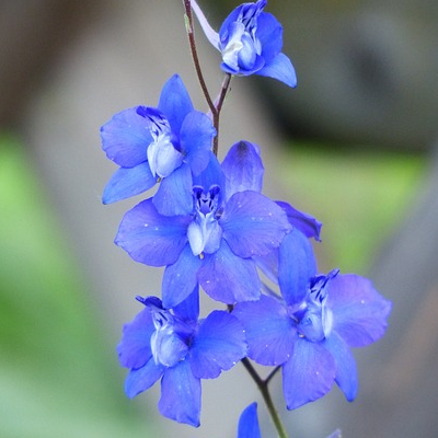 Delphinium belladonna ‘Cliveden Beauty’ - Ridderspoor